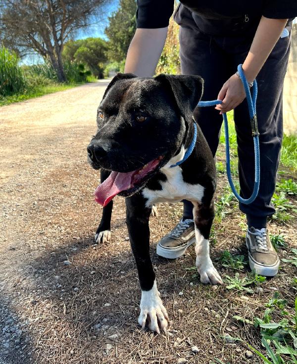 Tyson 2, meraviglioso Pitt Foto 4